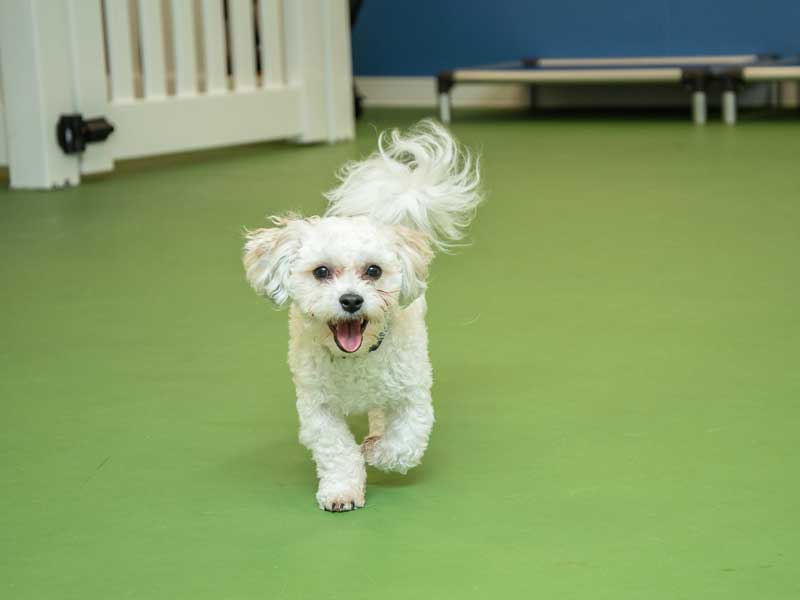 Reliable Doggie Daycare for Chevy Chase, MD