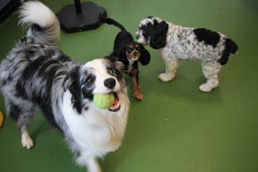 Doggie Daycare | Bethesda, Chevy Chase, Rockville, MD